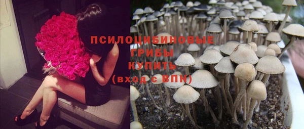 сатива Аркадак